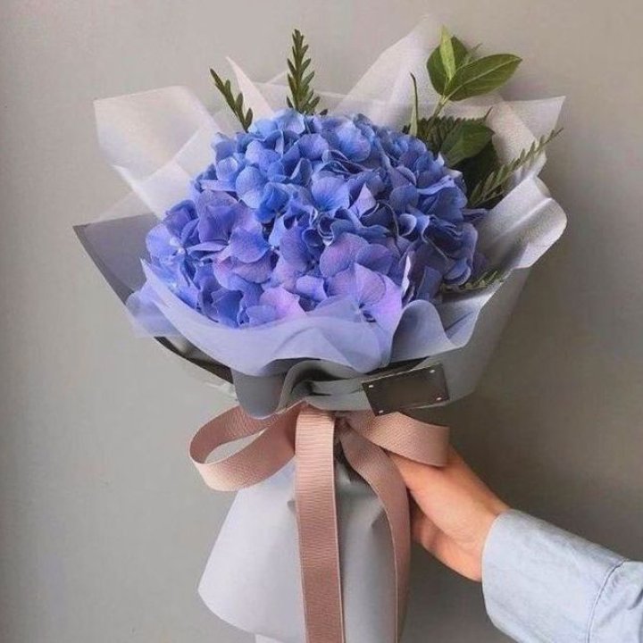 Гортензия голубая в Владимире