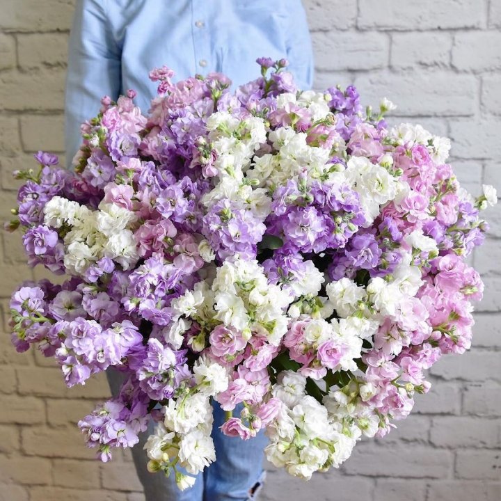 Облако маттиол в Владимире