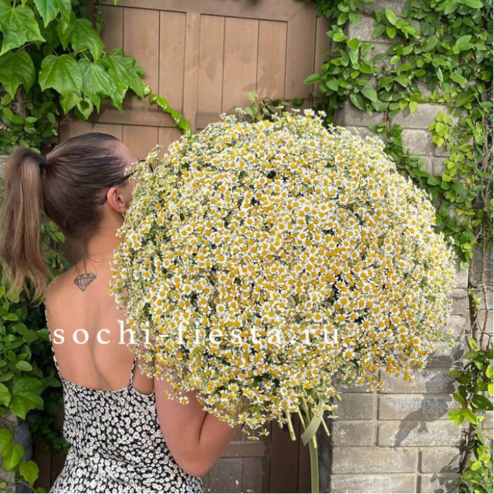 101 ромашка в Владимире