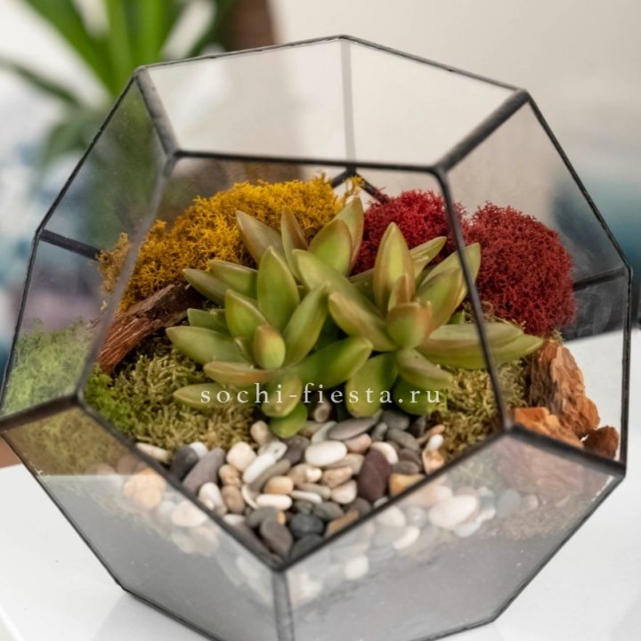 Флорариум “Додекаэдр” с суккулентом Седум в Владимире