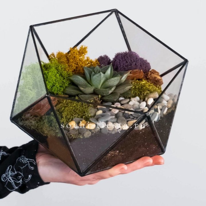 Флорариум “Икосаэдр” с суккулентом Каменная Роза в Владимире