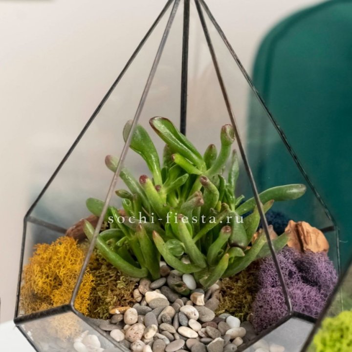 Флорариум “Капля” с суккулентом Крассула Хоббит в Владимире