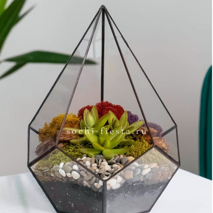 Флорариум Капля с суккулентом в Владимире