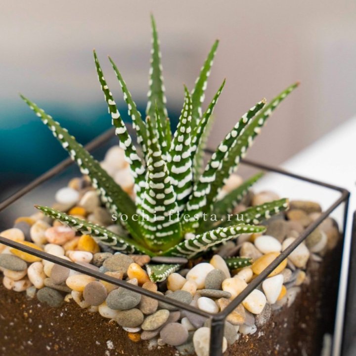 Флорариум Кубик с суккулентом Хавортия в Владимире