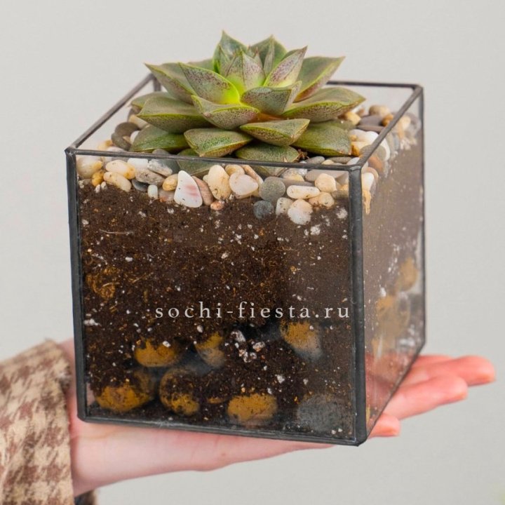 Флорариум Кубик с суккулентом Каменная роза в Владимире
