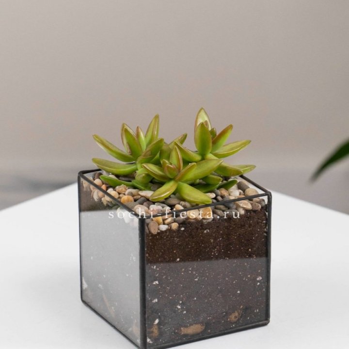Флорариум Кубик с суккулентом Седум в Владимире