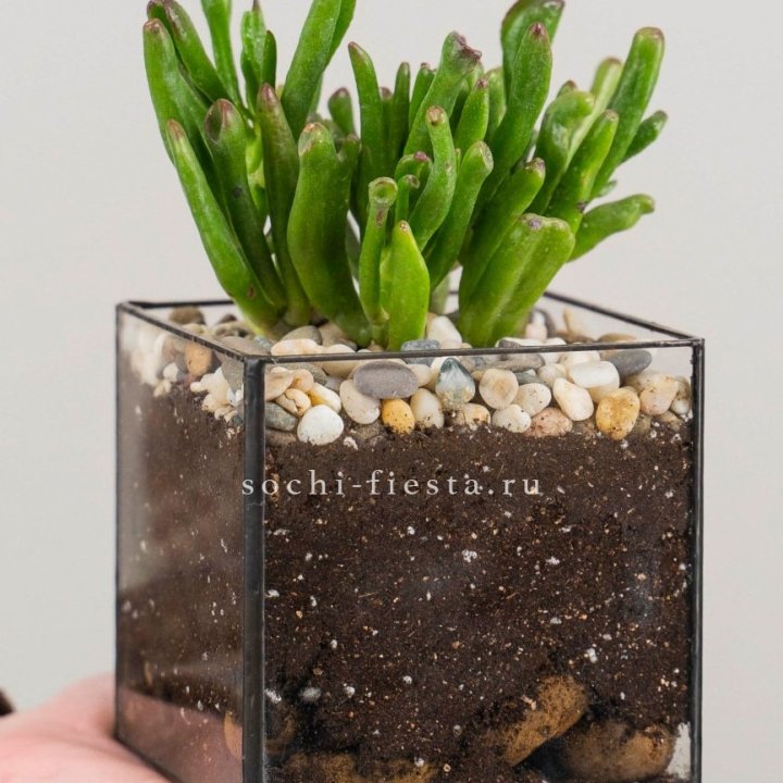 Флорариум Кубик с суккулентом Хоббит в Владимире