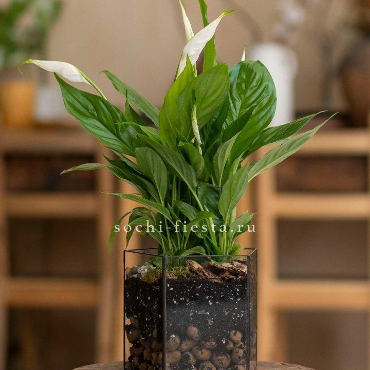 Спатифиллум в кашпо Пятиугольник в Владимире
