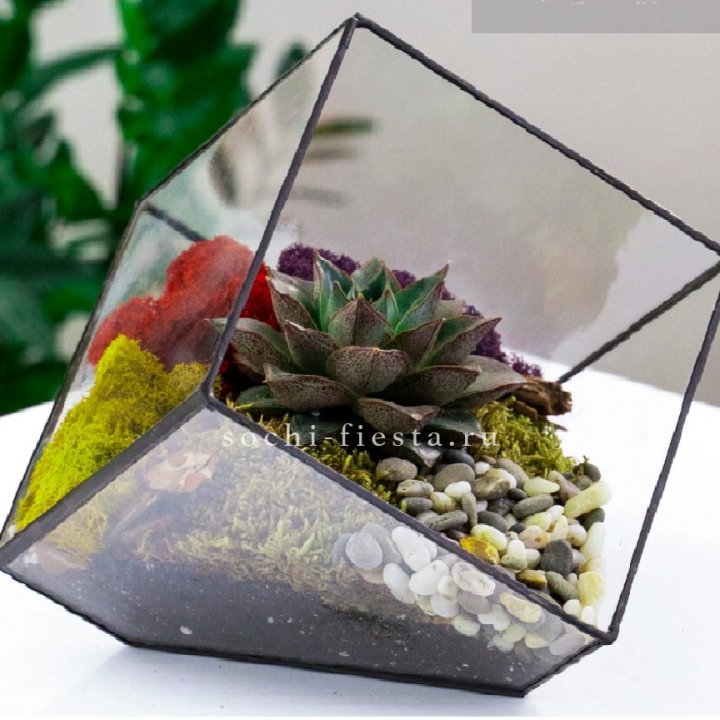 Флорариум Куб усеченный с суккулентом Каменная роза в Владимире