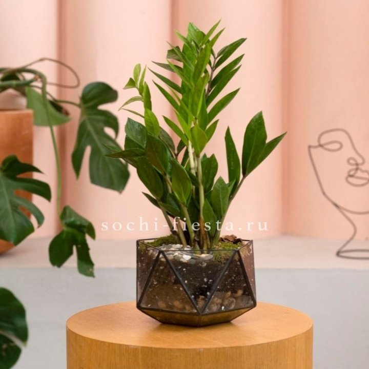 Замиокулькас в кашпо Икосаедр в Владимире