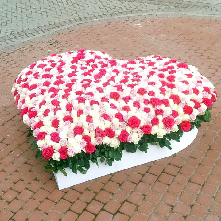 555 роза  в Владимире