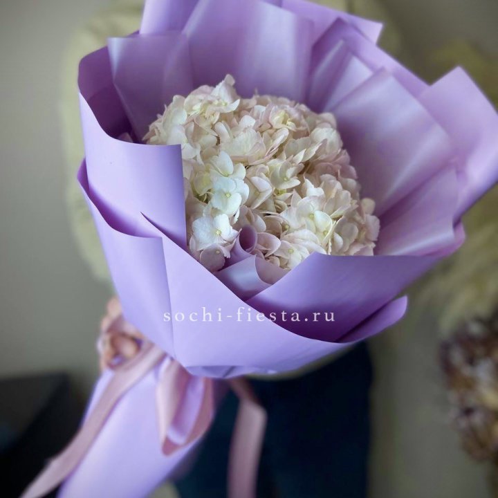 Гортензия розовая в Владимире