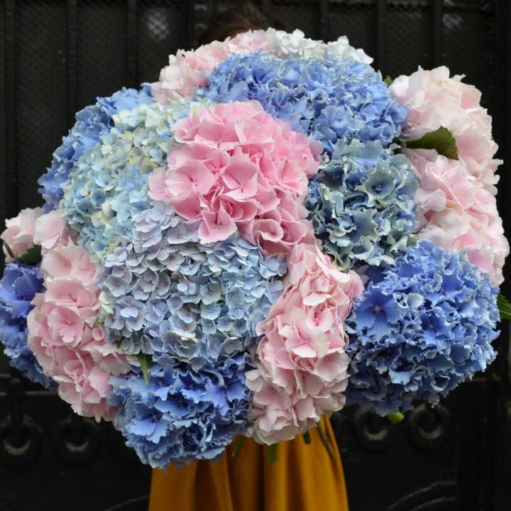 Букет гортензий "Фонтан" в Владимире