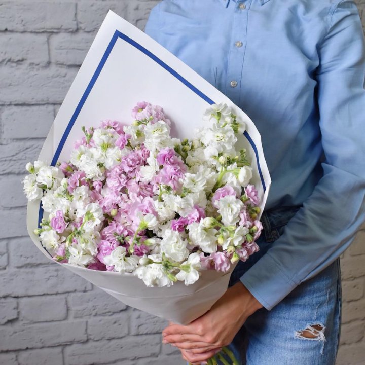 Маттиола в Владимире