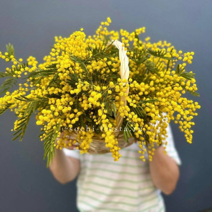 Весенняя корзина мимозы в Владимире