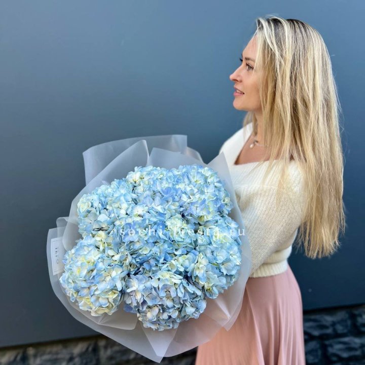 7 голубых гортензий в Владимире