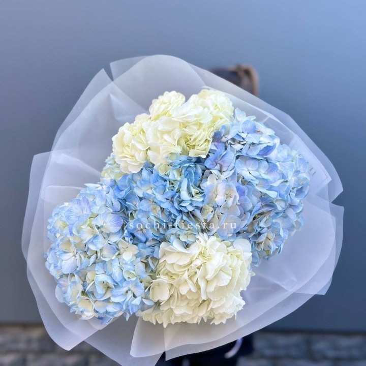 5 бело-голубых гортензий в Владимире
