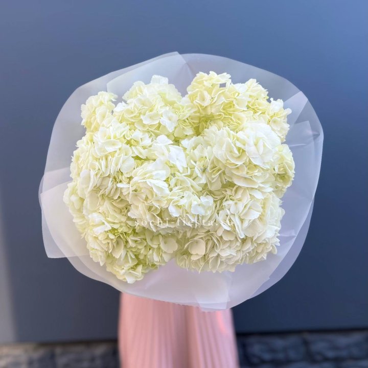 7 белых гортензий в Владимире