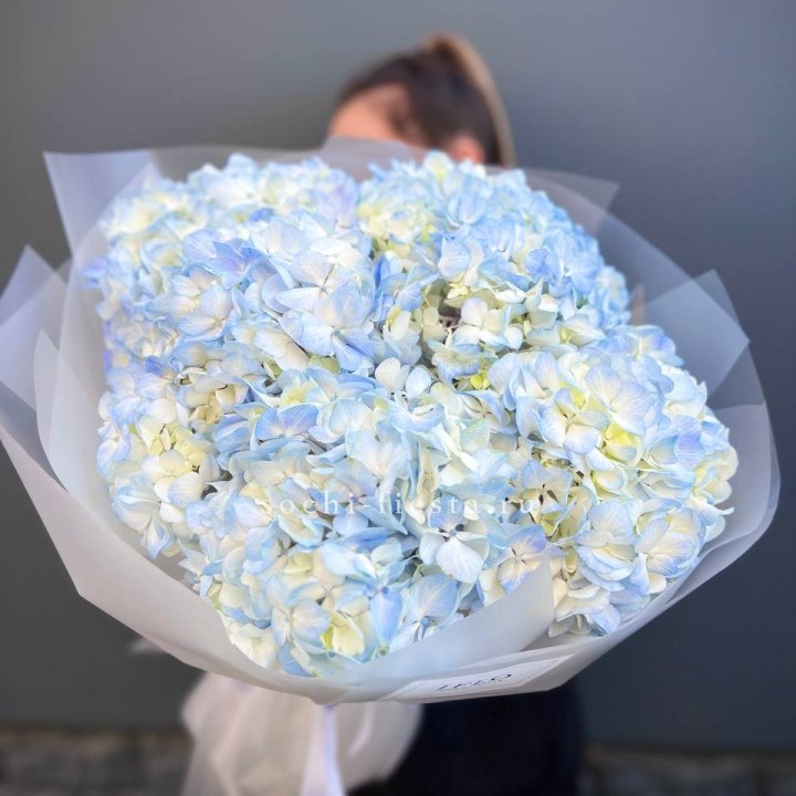 5 голубых гортензий в Владимире