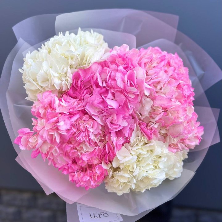 5 бело-розовых гортензий в Владимире