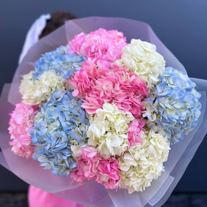 11 гортензий микс в Владимире