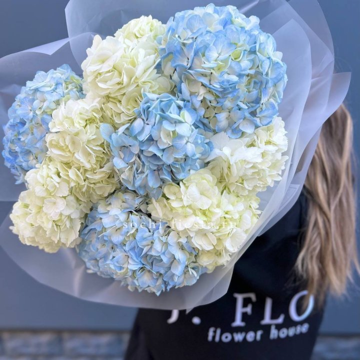 9 бело-голубых гортензий в Владимире