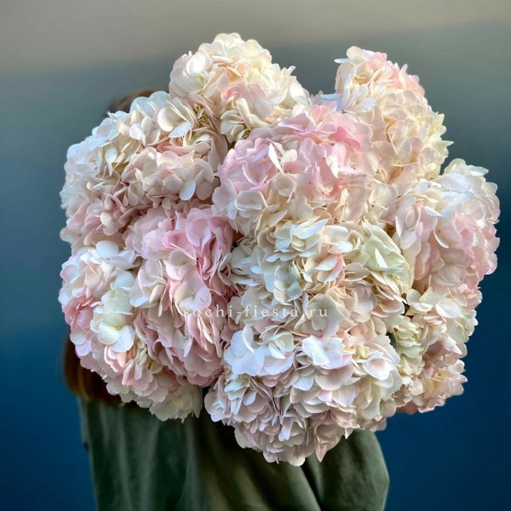 Охапка розовой гортензии в Владимире