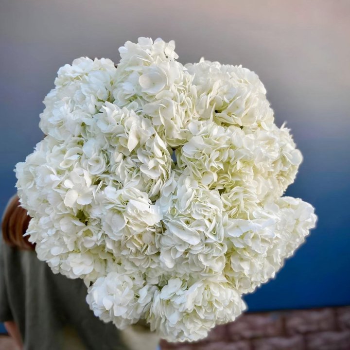 Охапка белой гортензии в Владимире