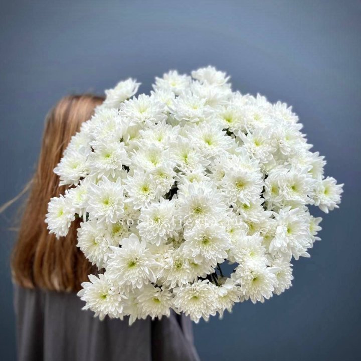 Охапка Хризантемы кустовой в Владимире