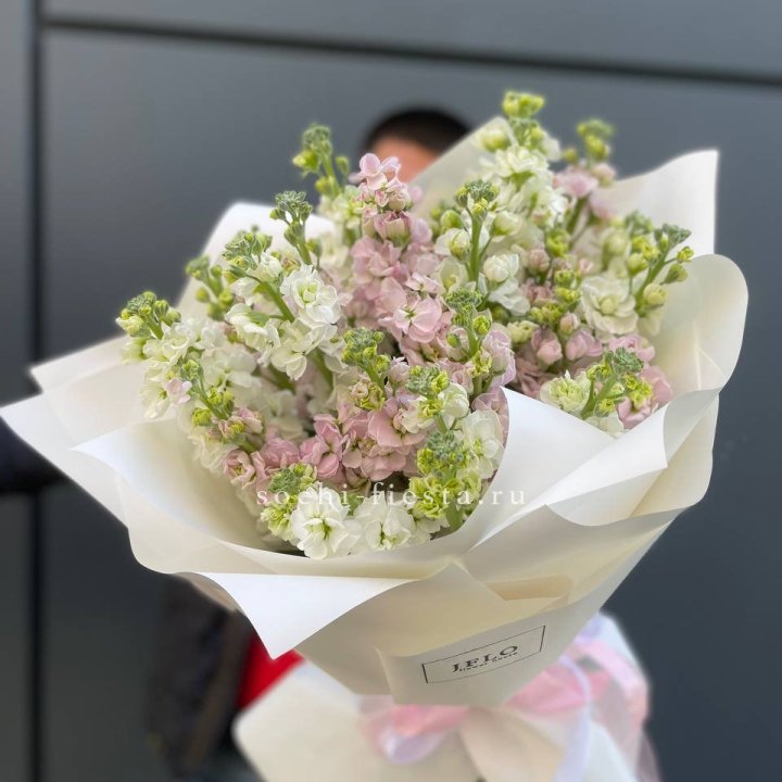 29 маттиол  в Владимире