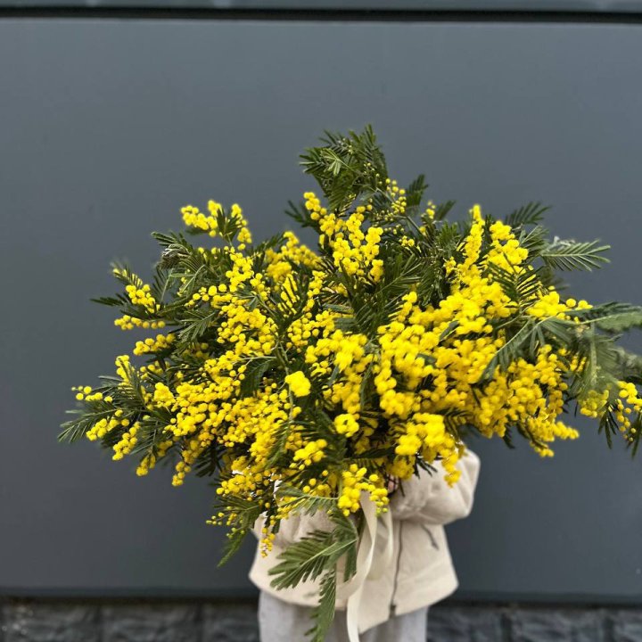 Охопка мимозы в Владимире