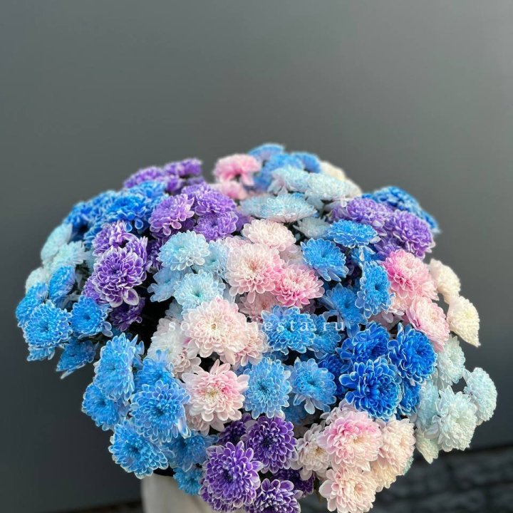 25 цветных хризантем в Владимире