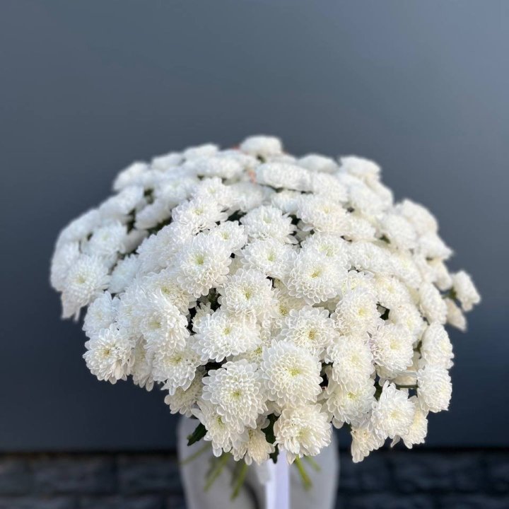  25 хризантем белых в Владимире