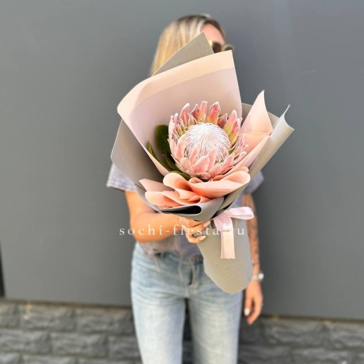 Протея мини  в Владимире