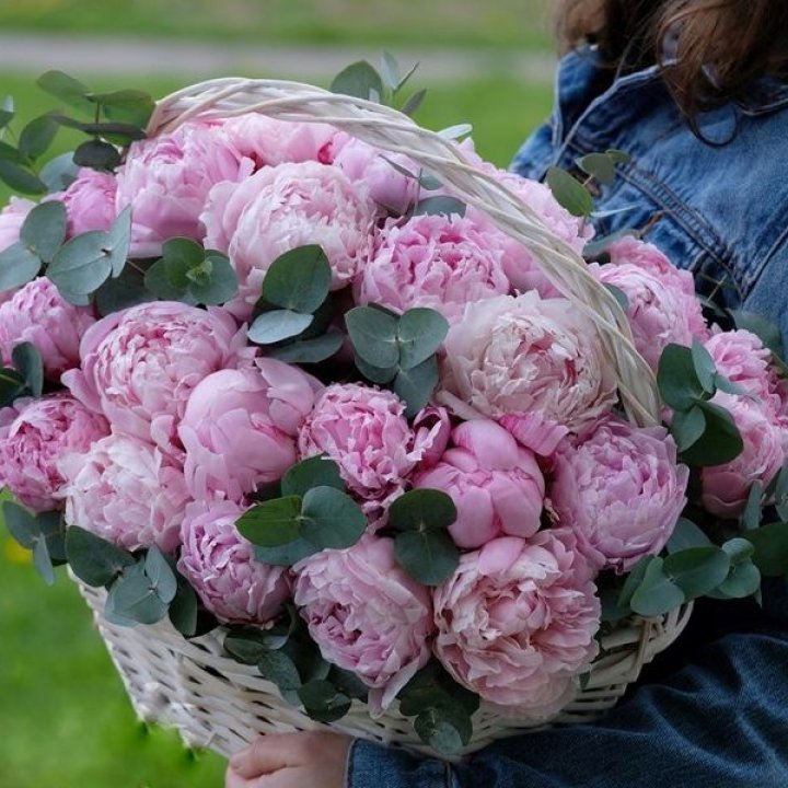 51 пион в корзине в Владимире