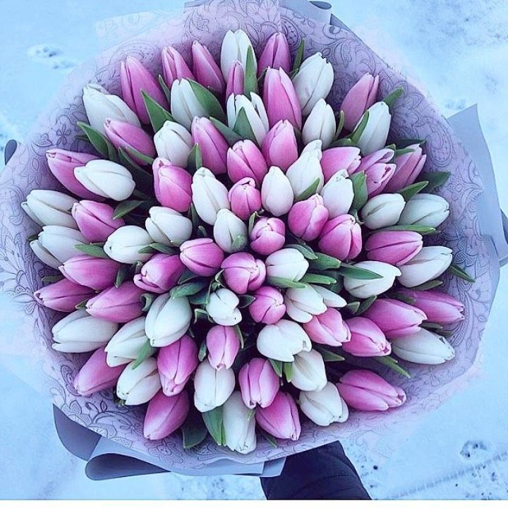 101 тюльпан "Лолипоп" в Владимире