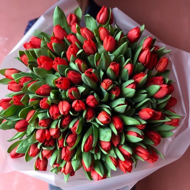 101 красный тюльпан в Владимире